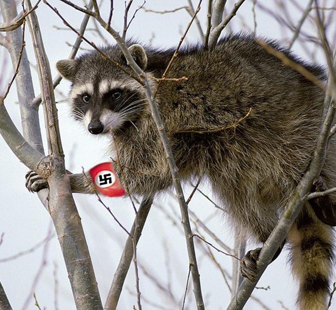 Meet the army of 30,000 ‘Nazi’ raccoons rampaging across Germany… and why EU red tape means pests CAN’T be stopped