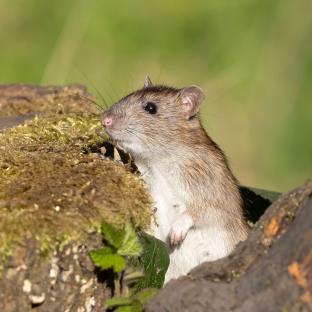 Rat peeking out from behind moss-covered wood.