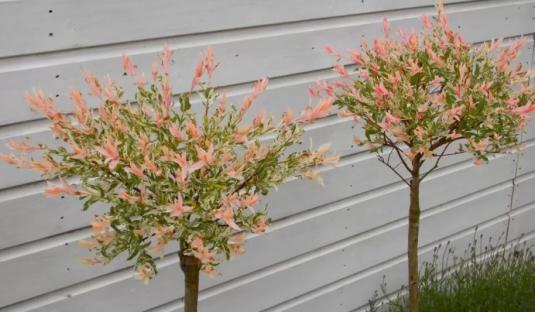 ‘Absolutely stunning!’ cry garden owners as pair of Flamingo topiary trees get slashed by 50%