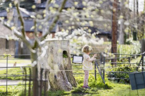Child looking at a tree stump in a park.