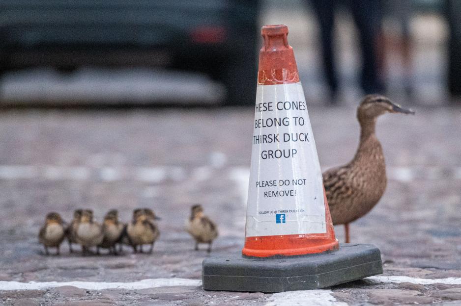 Ducklings and adult duck near traffic cone marked "Thirsk Duck Group".