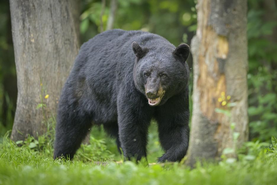 A large black bear walking through tall green grass between two trees.