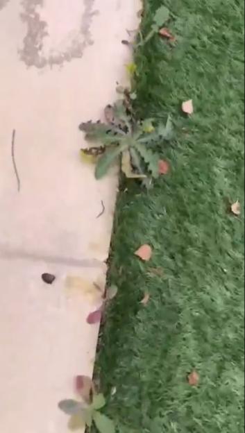Screenshot of weeds growing between a sidewalk and artificial turf.
