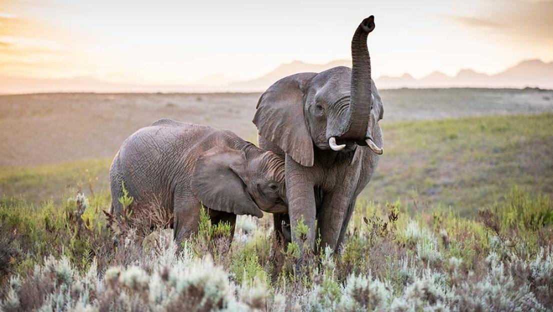 Elephants-first-free-ranging-breeding-1011798818