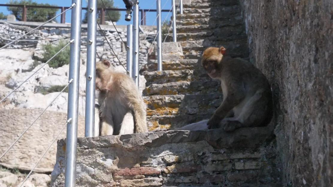 Two monkeys sitting on a stone staircase.
