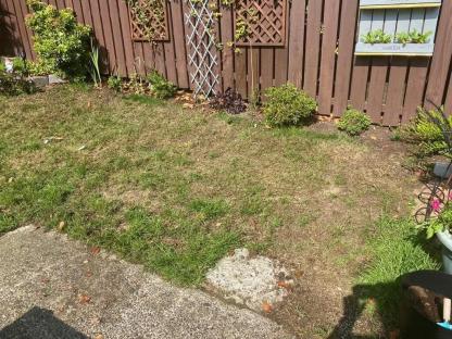 Patchy lawn before and after treatment.