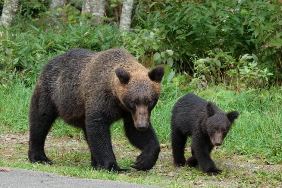 A family of brown bears walking on the road in Shiretoko Peninsula, Hokkaido.