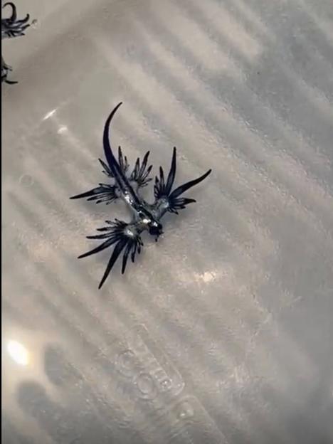 Blue dragon sea slug.
