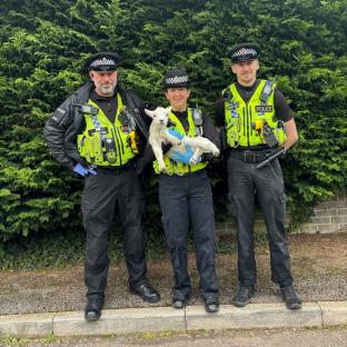 Three police officers holding a rescued lamb.