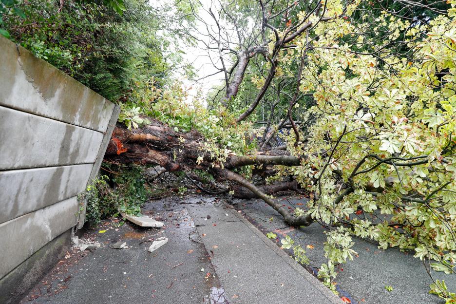 Fallen tree blocking a road and damaging a wall.