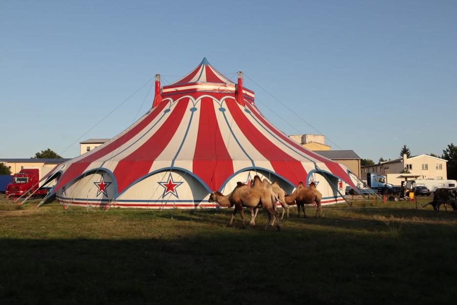 Camels walking in front of a red and white striped Paul Busch circus tent.