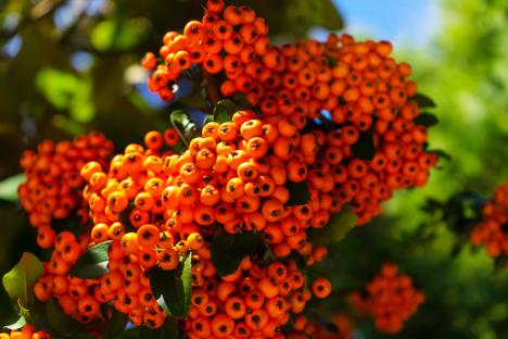 Close-up of orange berries on a bush.