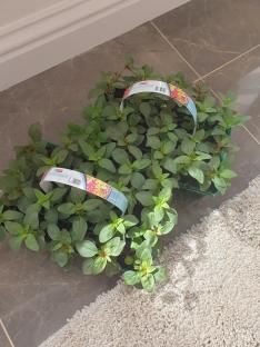 Two flats of Antirrhinum seedlings.