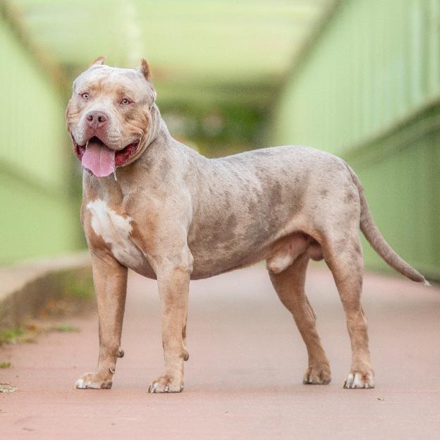 American Bully XL dog outdoors.
