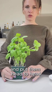Person holding a potted basil plant.