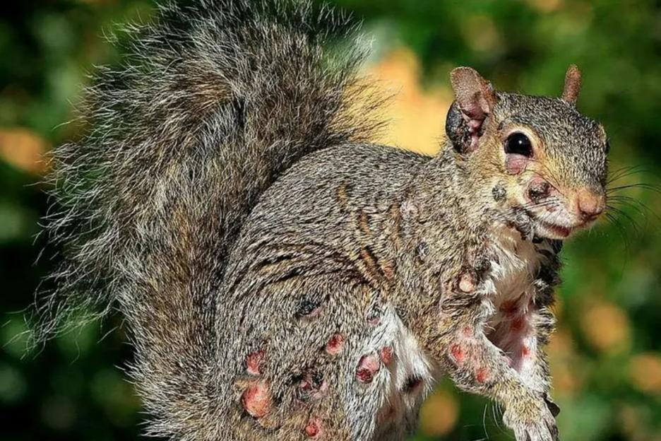 Terrifying plague of ‘zombie squirrels’ erupts as critters covered in oozing pus-filled sores are seen swarming gardens