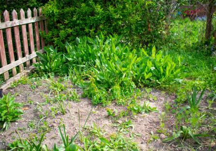 Uncultivated garden with weeds, dry soil and aged wooden fence