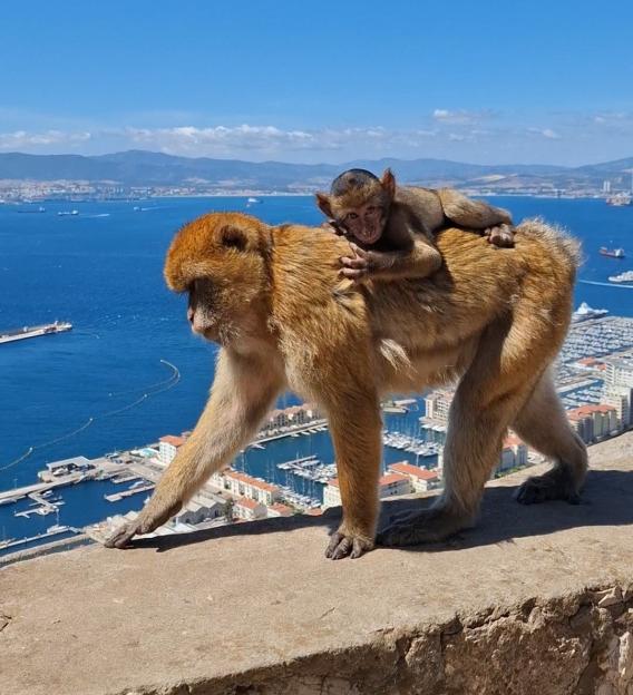 Barbary macaque monkey carrying a baby monkey on its back with the sea and city in the background.