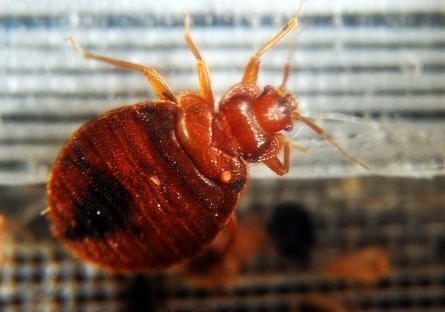 Stone age bed bugs were humanity’s first pests, scientists reveal