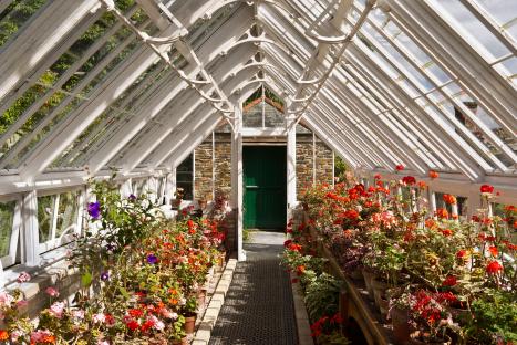 Interior view of a glasshouse filled with flowering plants.