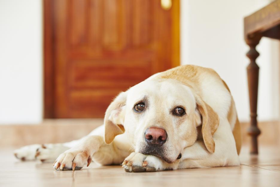A yellow Labrador Retriever lying on the floor, gazing directly at the viewer.