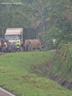 Elephant trying to rescue its calf trapped under a lorry.