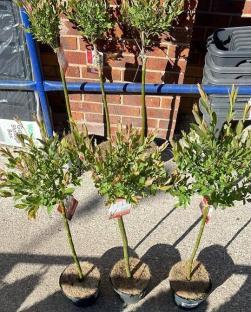 Four potted flamboyant willow trees.