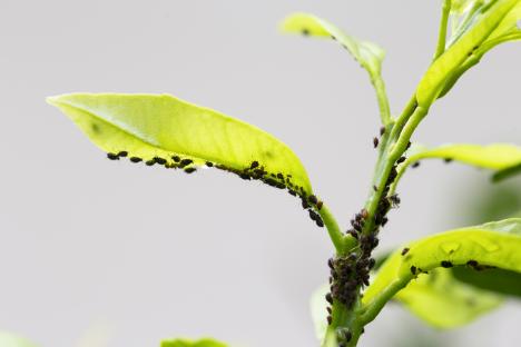Aphids infesting a plant's leaves and stem.