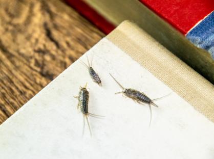 You can help repel pests from your home using an item you’d usually throw away – add it to your property this summer