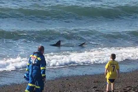 Watch moment 12ft-long SHARK lurks just a few feet off UK coast as kids play on shore