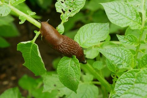 Gardeners urged to bury £1 beverage ‘that slugs & snails love’ to lure them away from prized plants this spring
