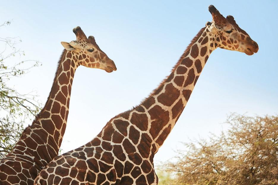 Two giraffes against a blue sky.