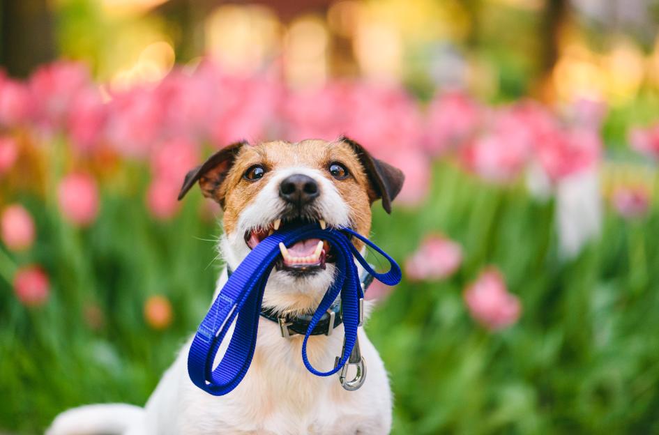 Pet owners urged to avoid seven spring flowers that can be toxic to dogs and cause ‘serious harm’