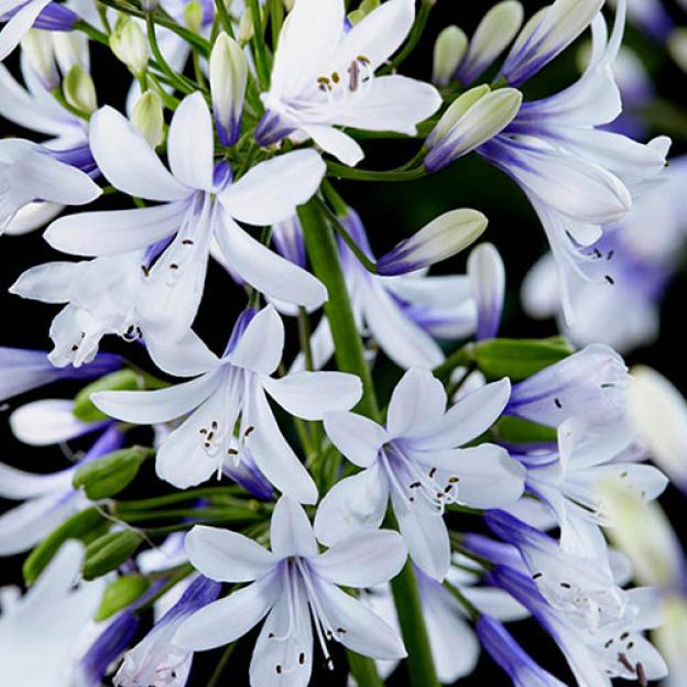 Agapanthus-fireworks-1014932745