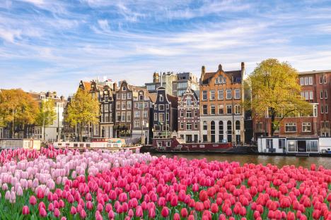 Amsterdam canal houses and tulips.