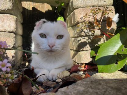 White cat with black markings relaxing in the shade.