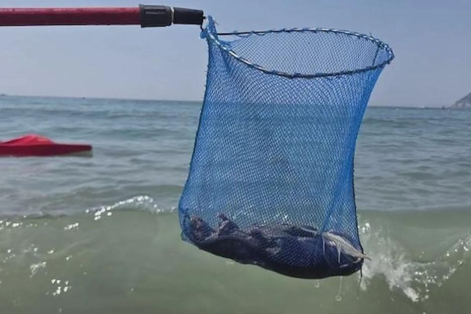Dead rats wash ashore on famed beach at Brit holiday hotspot as sunbathers ‘forced to flee the rodents’