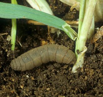 Crane fly larva damaging a young cereal plant.
