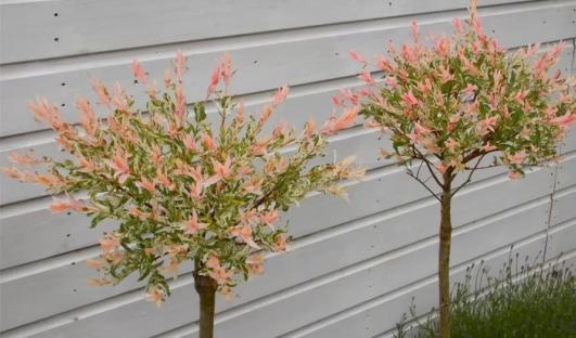 gardening-express-two-flamingo-topiary-trees