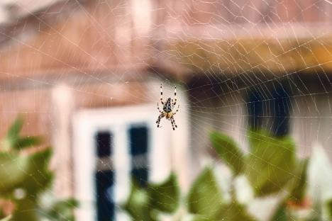 Spider in its web in front of a house.