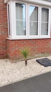 A small plant in a gravel garden bed in front of a brick house.
