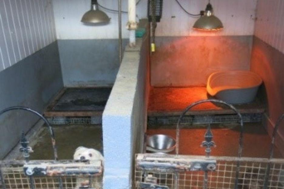 Two small, dirty dog kennels with a dog visible in one.