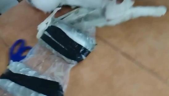 Kitten with drugs taped to its body.