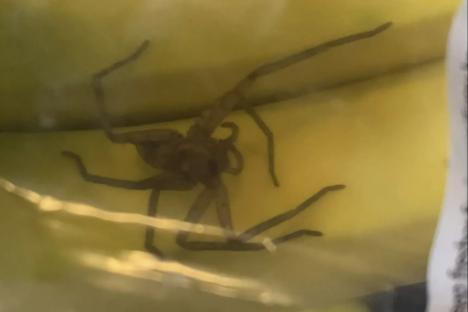 Moment huge spider crawls out of family’s Aldi bananas in front of terrified two-year-old