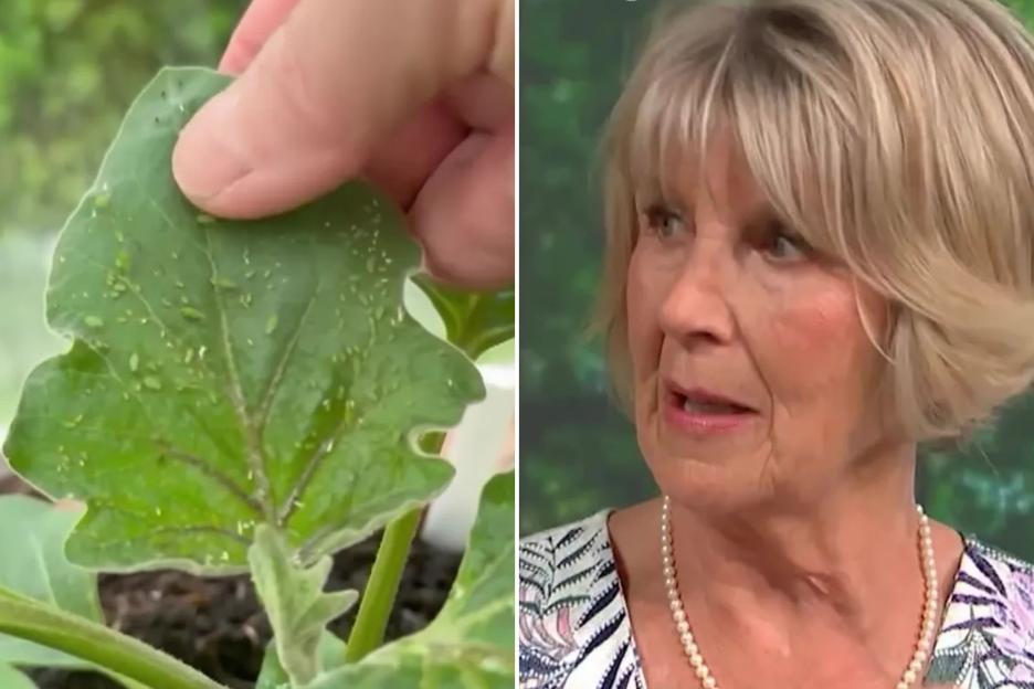 The 80p spray you need to be blasting your houseplants with – it smells so good and keeps bugs away