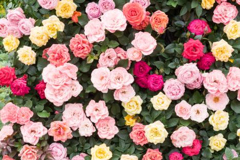Transform your garden into a summer haven using this clever hack that doesn’t cost a penny