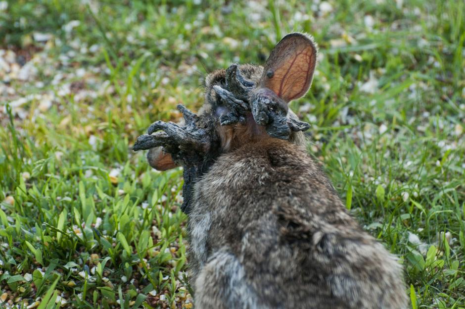 Rabbit with Shope papilloma virus.