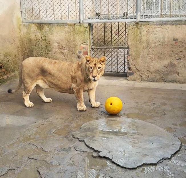 Watch This Adorable Lion, Nicknamed 'Corgi' for Its Short Legs, Play with a Ball at a Chinese Zoo!