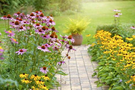 Handy hack helps to fertilise the soil in your garden – it works great if you have a firepit