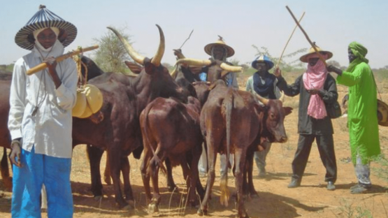 Plateau: Politicians fueling crisis, not herders – Miyetti Allah